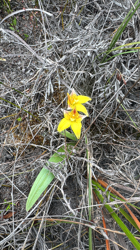 Cowslip Orchid