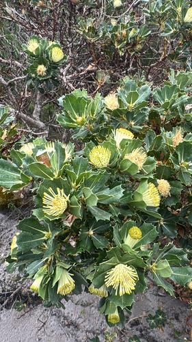 Parrot Bush