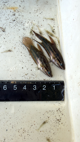 Croaking Gourami