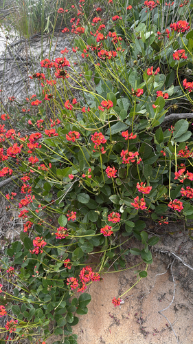 Coral Vine