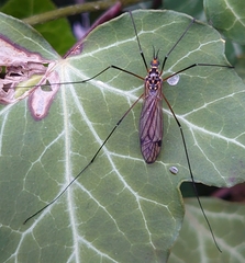 Nephrotoma pratensis