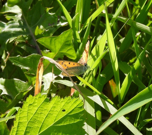 Large Copper