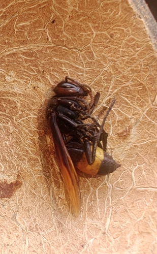 Greater Banded Hornet