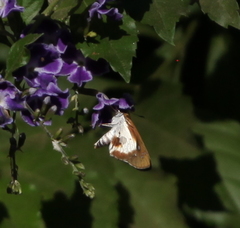 Andronymus caesar philander