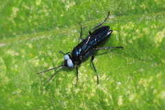 Dryudella caerulea