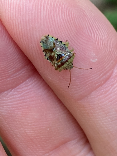 Parent Bug