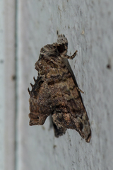 Chlumetia transversa