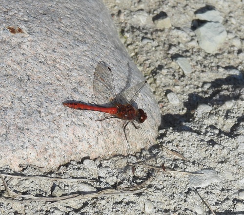 Ruddy Darter