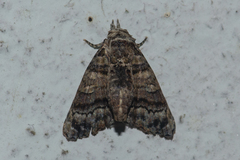 Chlumetia transversa