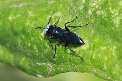 Dryudella caerulea