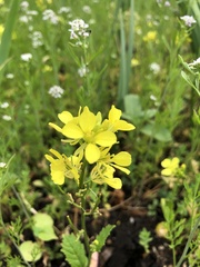 Brassiceae