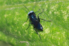 Dryudella caerulea