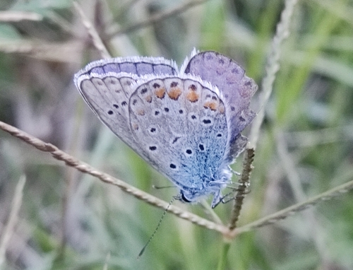 Common Blue