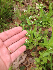 Valerianella