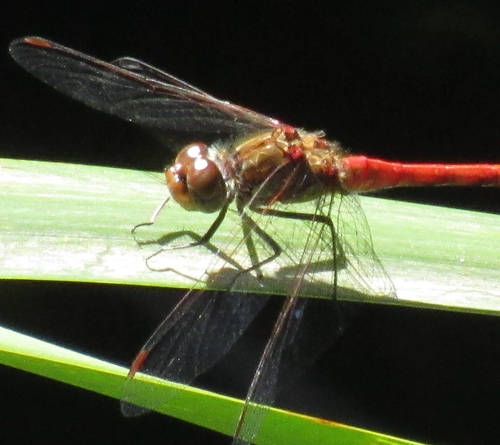 Common Darter