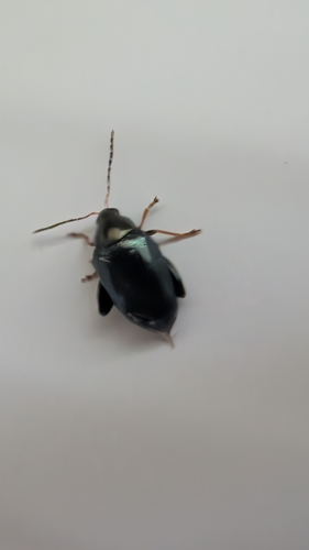 Cabbage-stem flea beetle