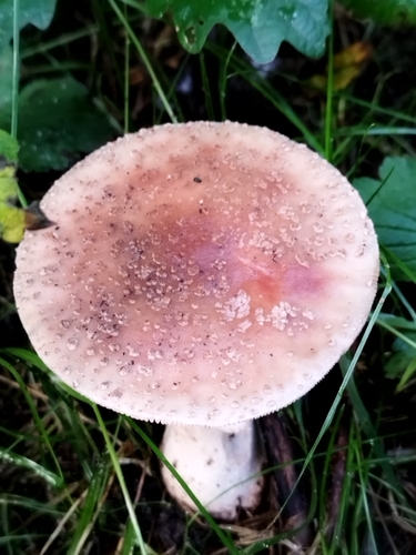 blusher