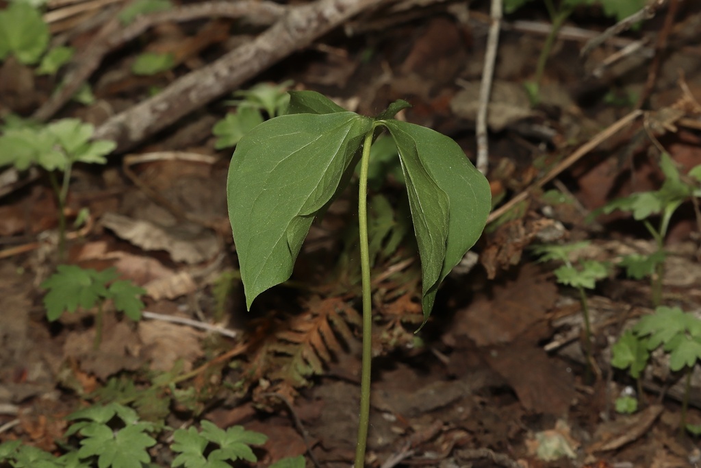 Trillium cernuum; photograph (c) Dustin Snider, some rights reserved (CC BY)