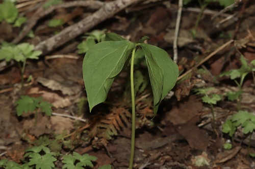 Trillium cernuum