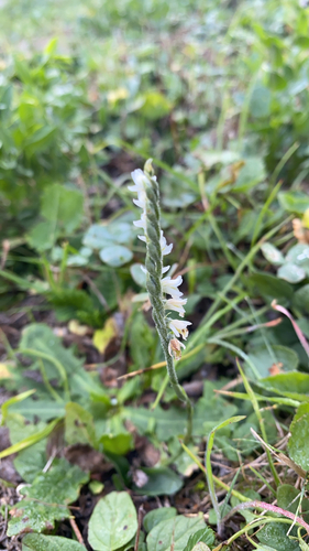 Autumn Ladies' Tresses