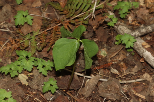 Trillium cernuum, photograph 1
