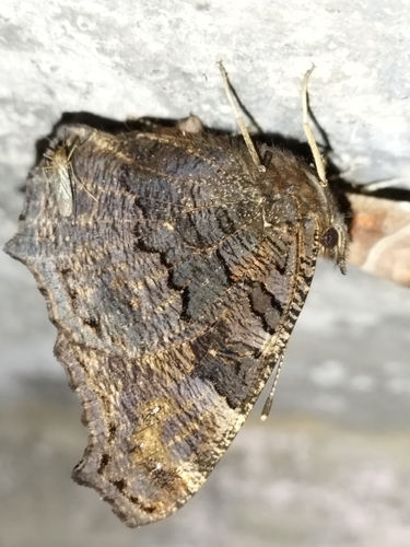 European Peacock Butterfly