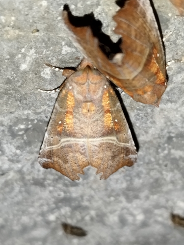 Herald Moth