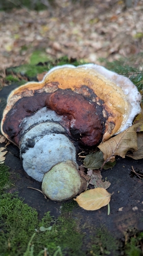 Red-banded Polypore