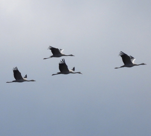 Common Crane