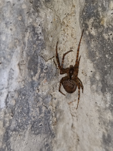 Shaded Orbweaver