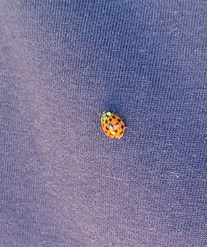 Asian Lady Beetle