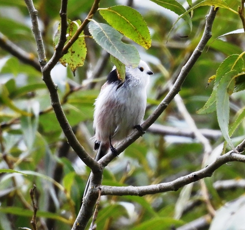 Long-tailed Tit