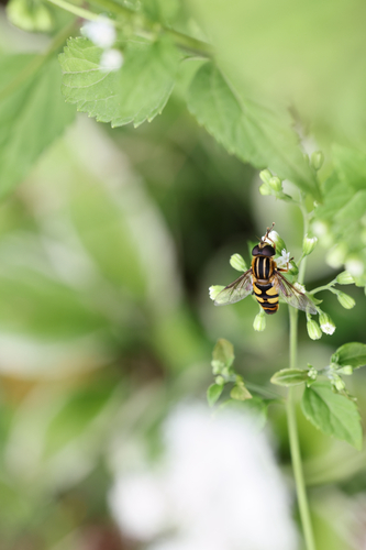 Narrow-headed Marsh Fly