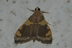 Rehimena