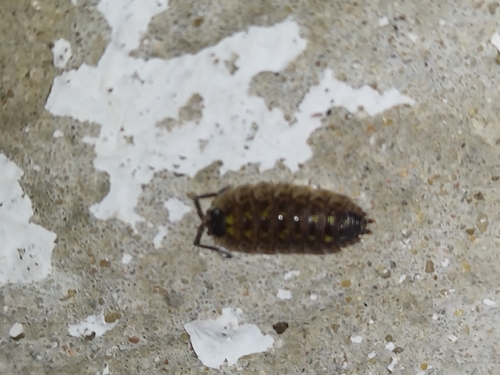 Brickwork Woodlouse