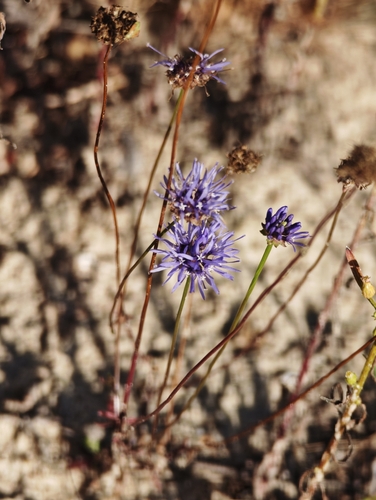 Jasione montana, photograph 5