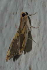 Rehimena