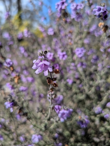 Prostanthera denticulata observed 2026-09-19