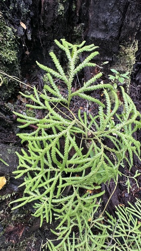Lycopodium volubile, photograph 1