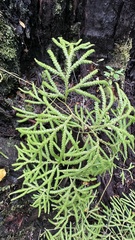 Lycopodium volubile, photograph (c) Rick Field, some rights reserved (CC BY)