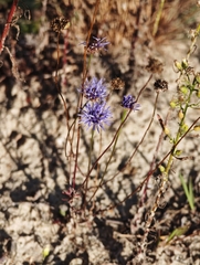 Jasione montana, photograph (c) Igor Balashov, some rights reserved (CC BY)