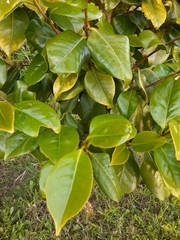 Camellia japonica