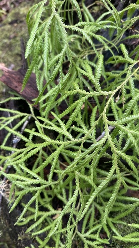 Lycopodium volubile, photograph 2