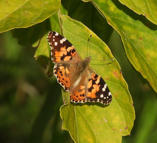 Painted Lady