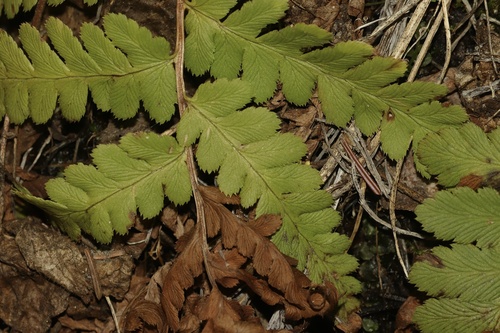 Dryopteris cristata, photograph 4