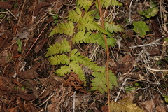 Dryopteris cristata, photograph (c) Dustin Snider, some rights reserved (CC BY)