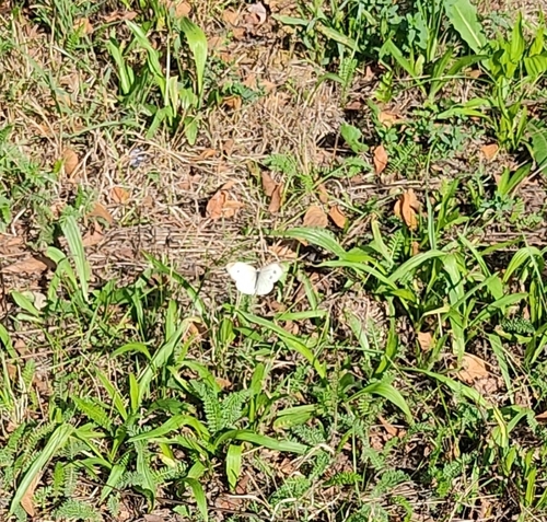 Small White