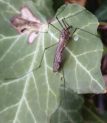 Nephrotoma pratensis