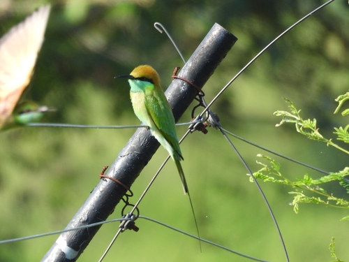 Asian Green Bee-eater