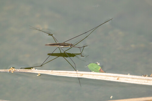 Giant Water Strider